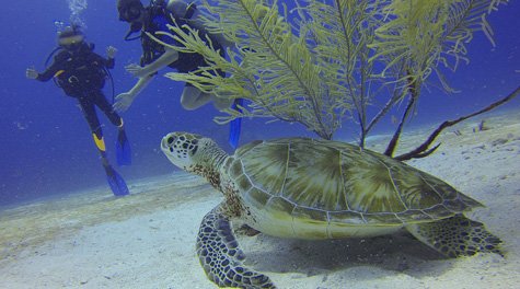 Key West Water Sports